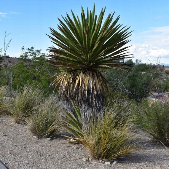 Mrozoodporna Juka YUCCA FAXONIANA Nasiona do ogrodu 5 nasion - obrazek 4