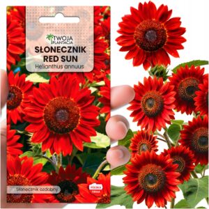 Słonecznik ozdobny Red Sun CZERWONY - Wysoki Najpiękniejszy nasiona PREMIUM