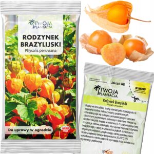 Rodzynek Brazylijski Nasiona Miechunka Peruwiańska physalis peruviana