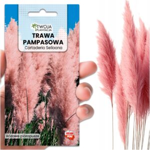 Trawa pampasowa RÓŻOWA NASIONA do ogrodu pióropusze do 2 metrów 100 Nasion