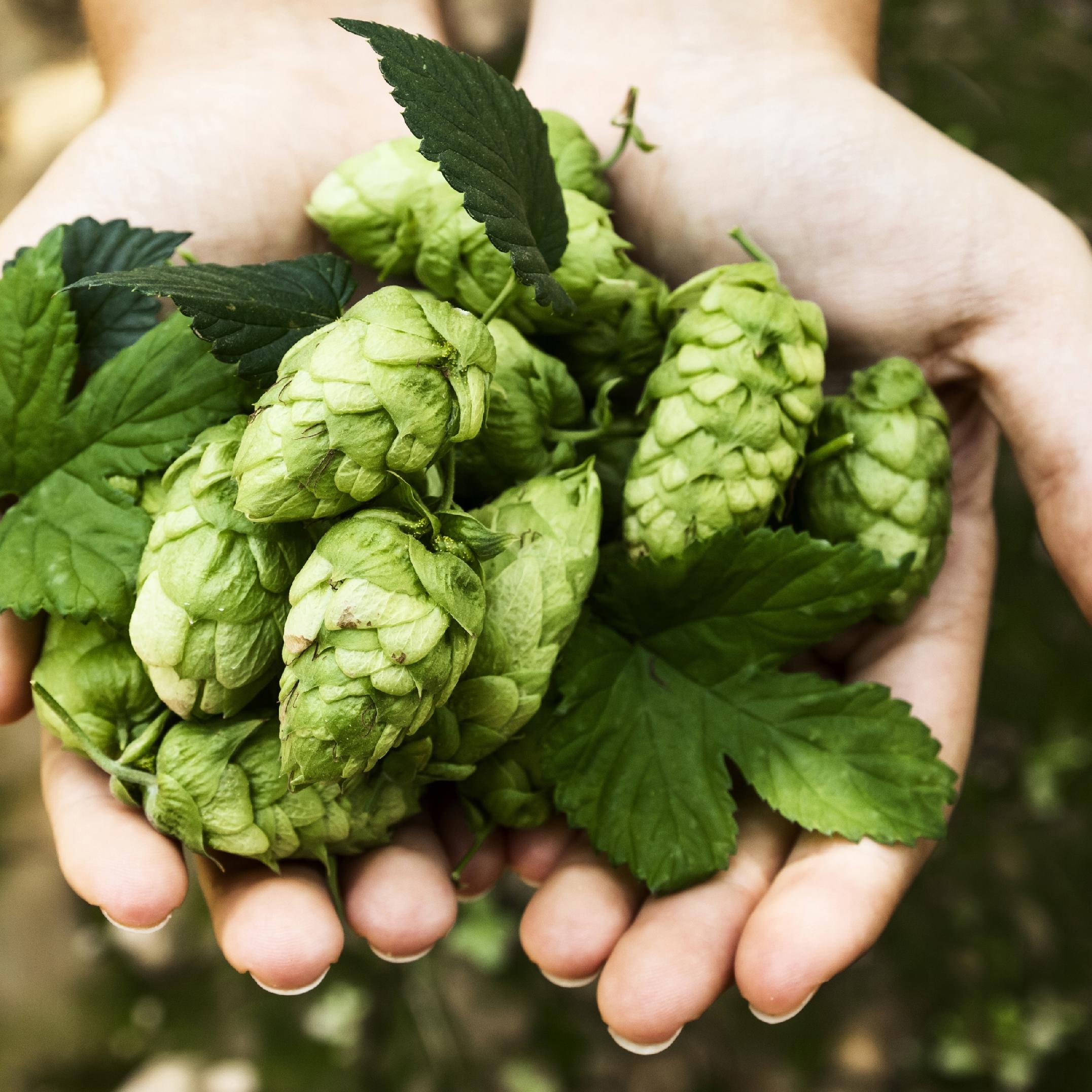Chamiel Nasiona humulus lupulus Dzikie Warzywko do ogrodu 20 Nasion - obrazek 4