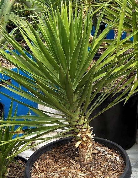 JUKA ALOESOWA - Yucca Aloifolia Odporna juka Mrozoodporna 5 szt NASIONA - obrazek 3
