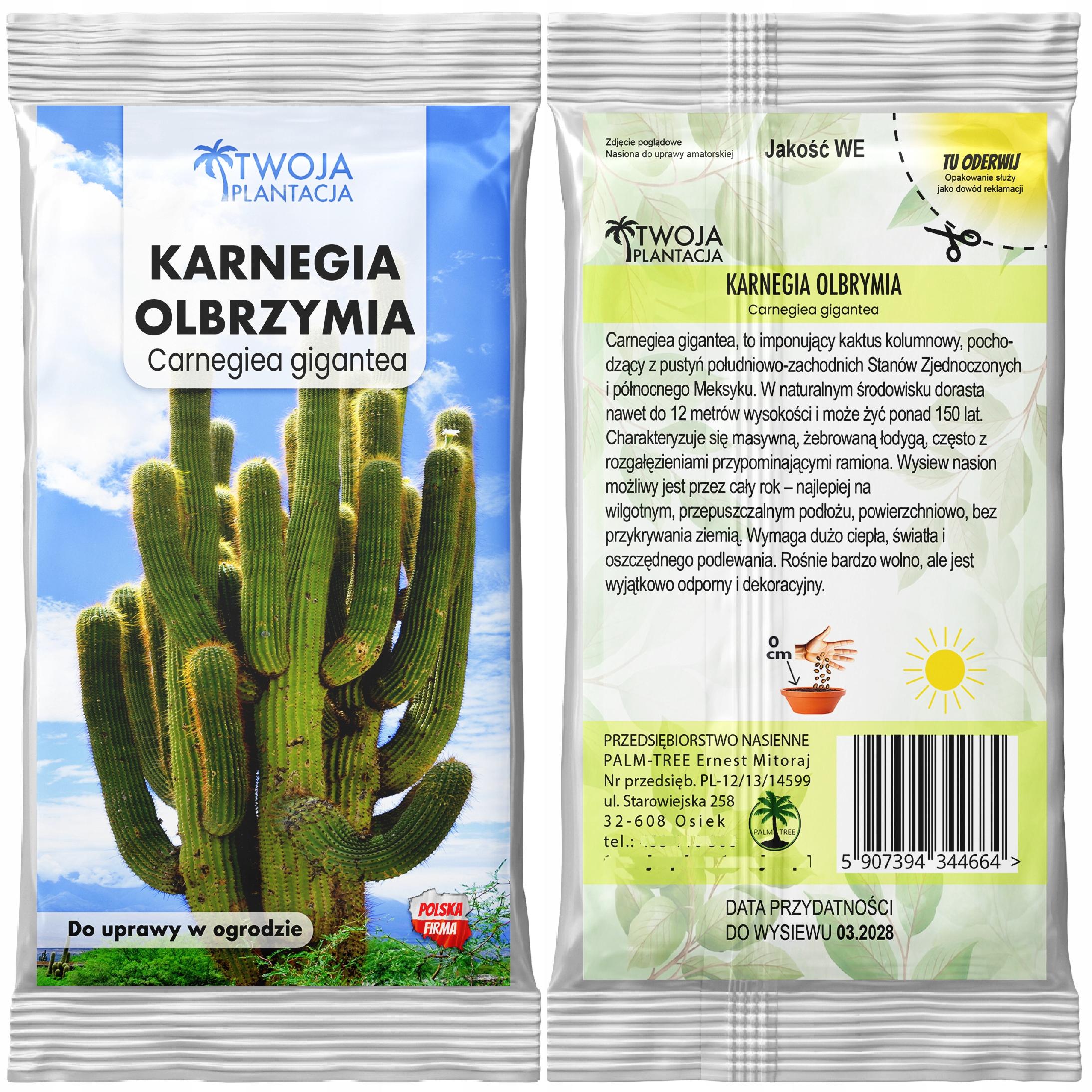 KARNEGIA OLBRZYMIA Nasiona Carnegiea gigantea kaktus mrozoodporny 10 nasion - obrazek 2