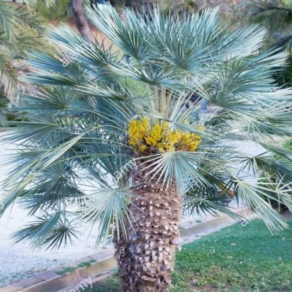 Palma Mrozoodporna NASIONA Karłatka Niebieska Chamaerops Humilis 1 szt. - obrazek 2