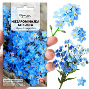 NIEZAPOMINAJKA NIEBIESKA Nasiona WIELOLETNIA Drobne Kwiaty 500 NASION