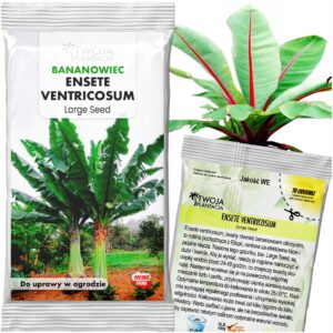 Ensete Ventricosum Large Seed Banan Bananowiec Abisyńki 3 świeże nasiona