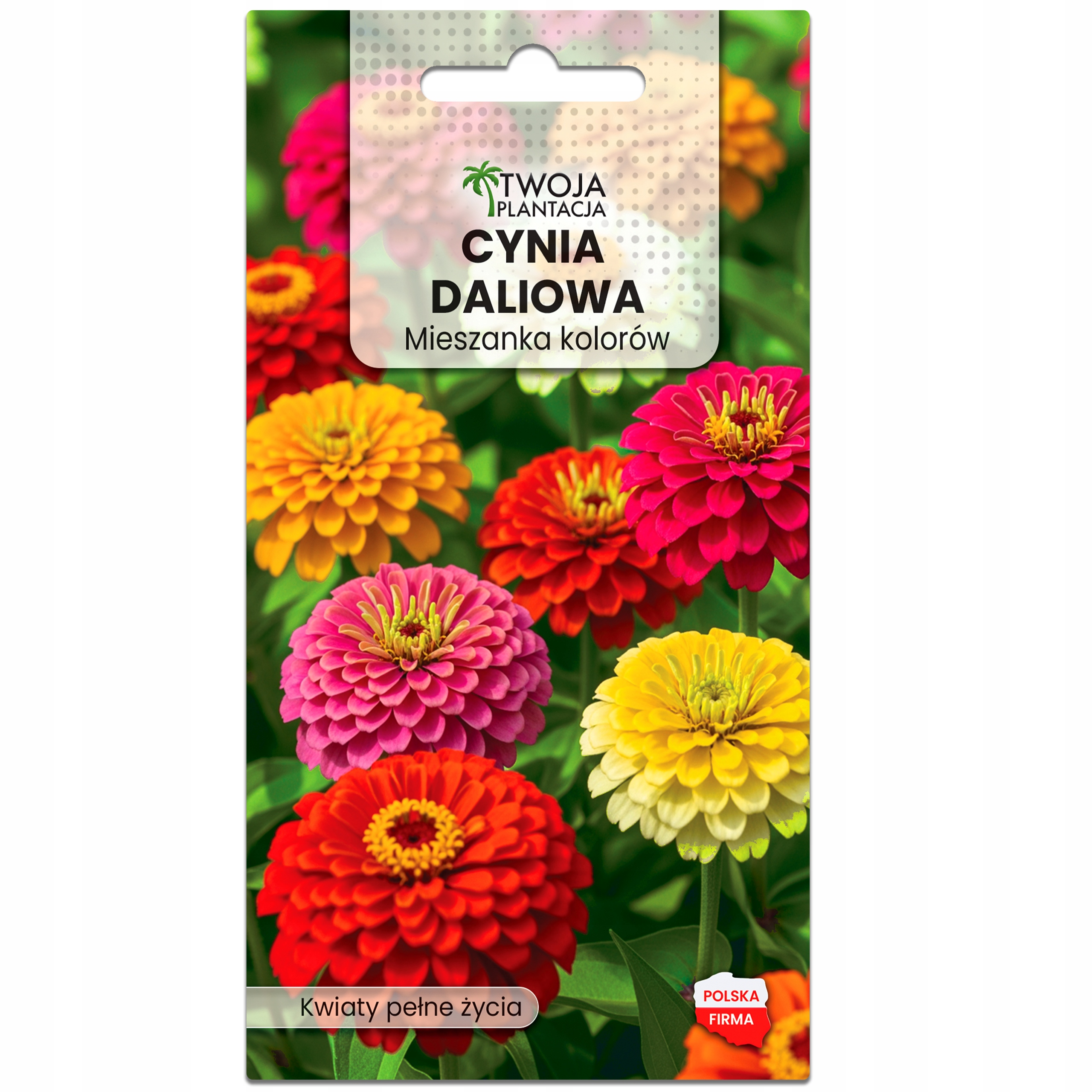 Cynia wytworna daliowa - Nasiona WYTWORNA PIĘKNOŚĆ Mieszanka lolorów MIX - obrazek 2