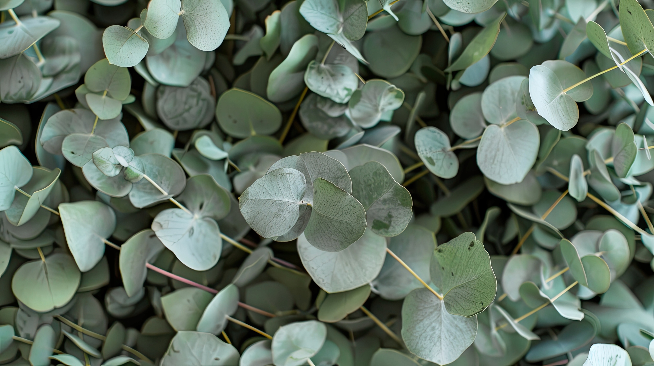 Nasiona Eukaliptusa Popielatego Eucalyptus Cinerea - 12 stopni Mrozoodporny - obrazek 4