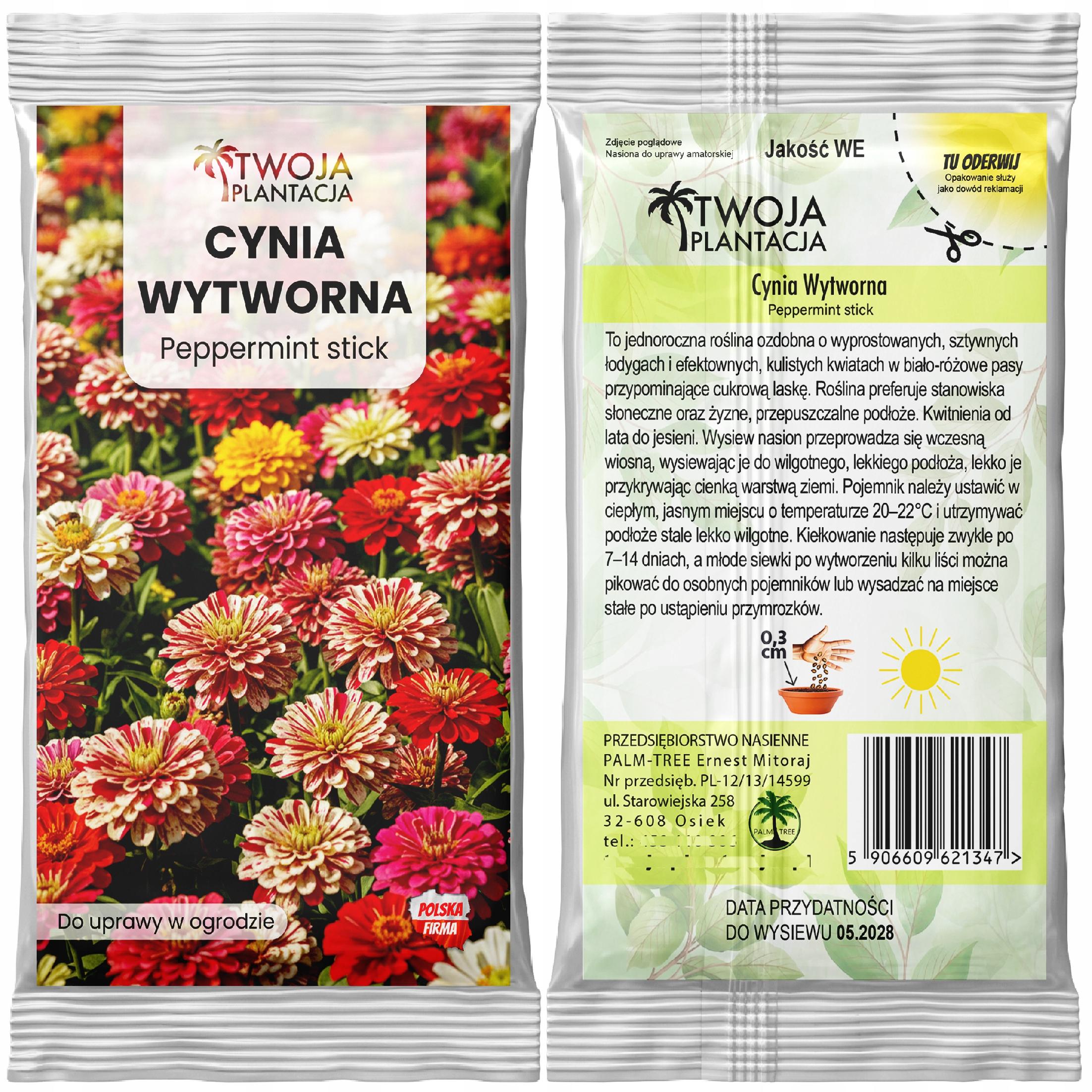 CYNIA WYTWORNA daliowa Peppermint Stick - Piękne kolorowe kwiaty - NASIONA - obrazek 2
