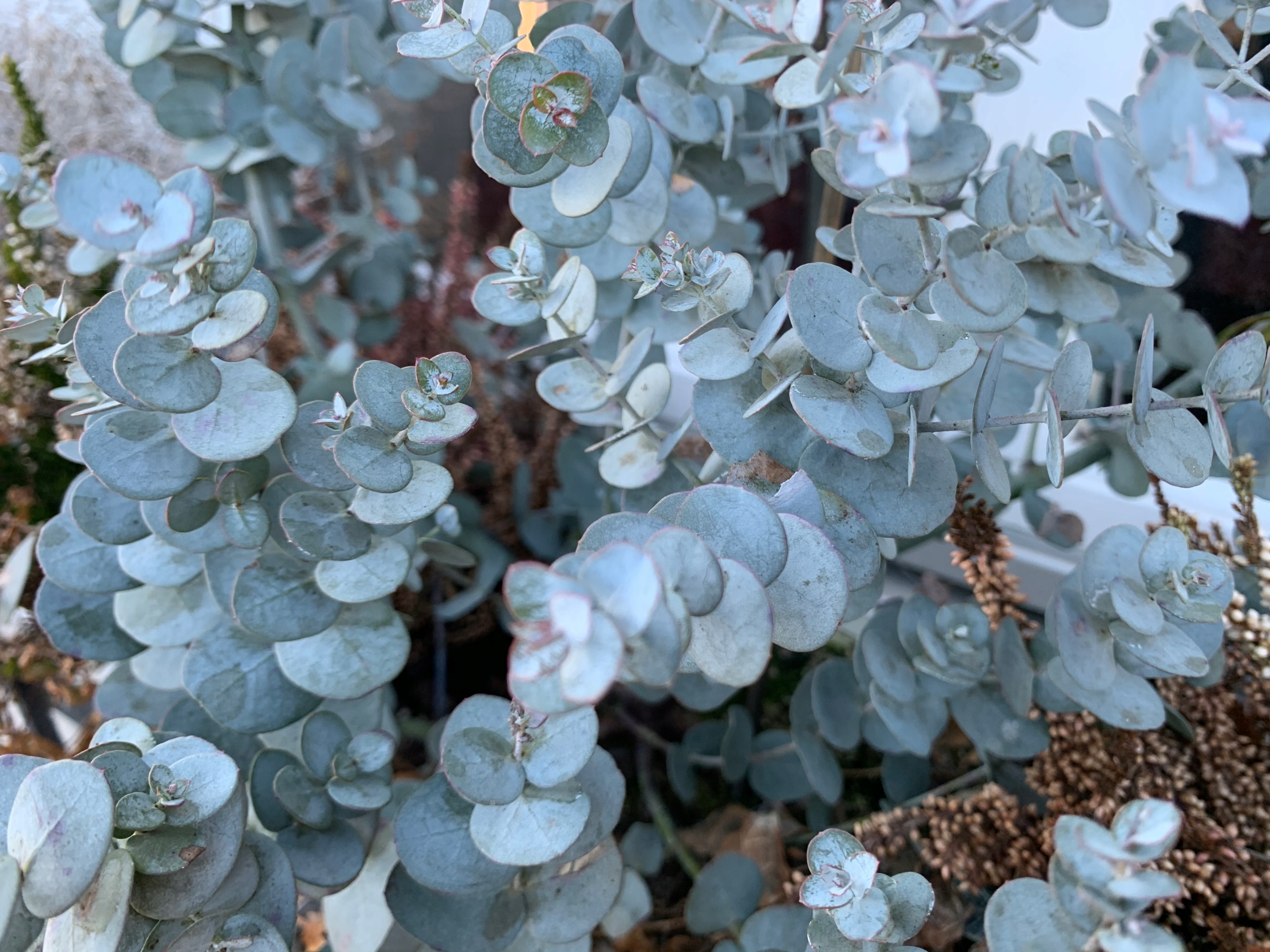 Nasiona Eukaliptusa Popielatego Eucalyptus Cinerea - 12 stopni Mrozoodporny - obrazek 3