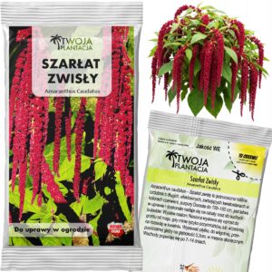 Szarłat Zwisający CZERWONO BORDOWY Caudatus Piękne Kwiaty do ogrodu NASIONA