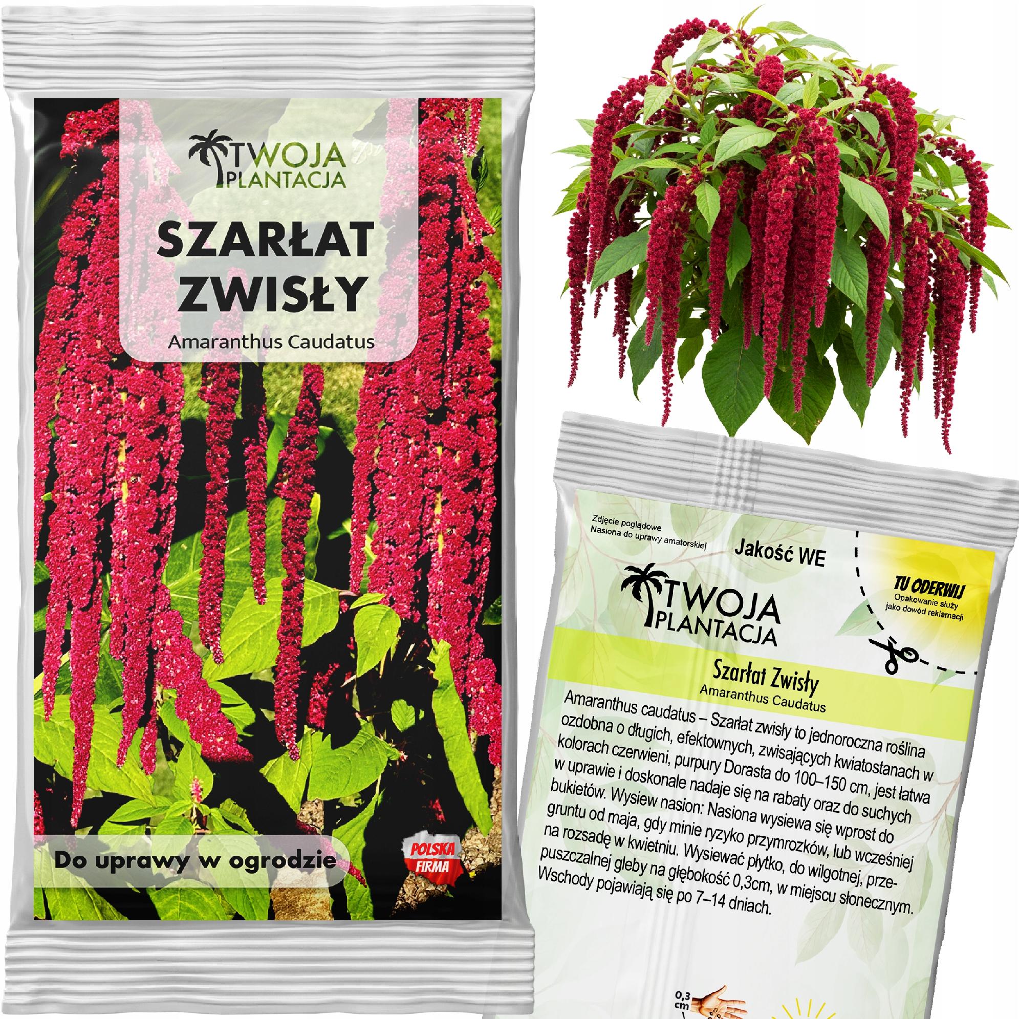 Szarłat Zwisający CZERWONO BORDOWY Caudatus Piękne Kwiaty do ogrodu NASIONA
