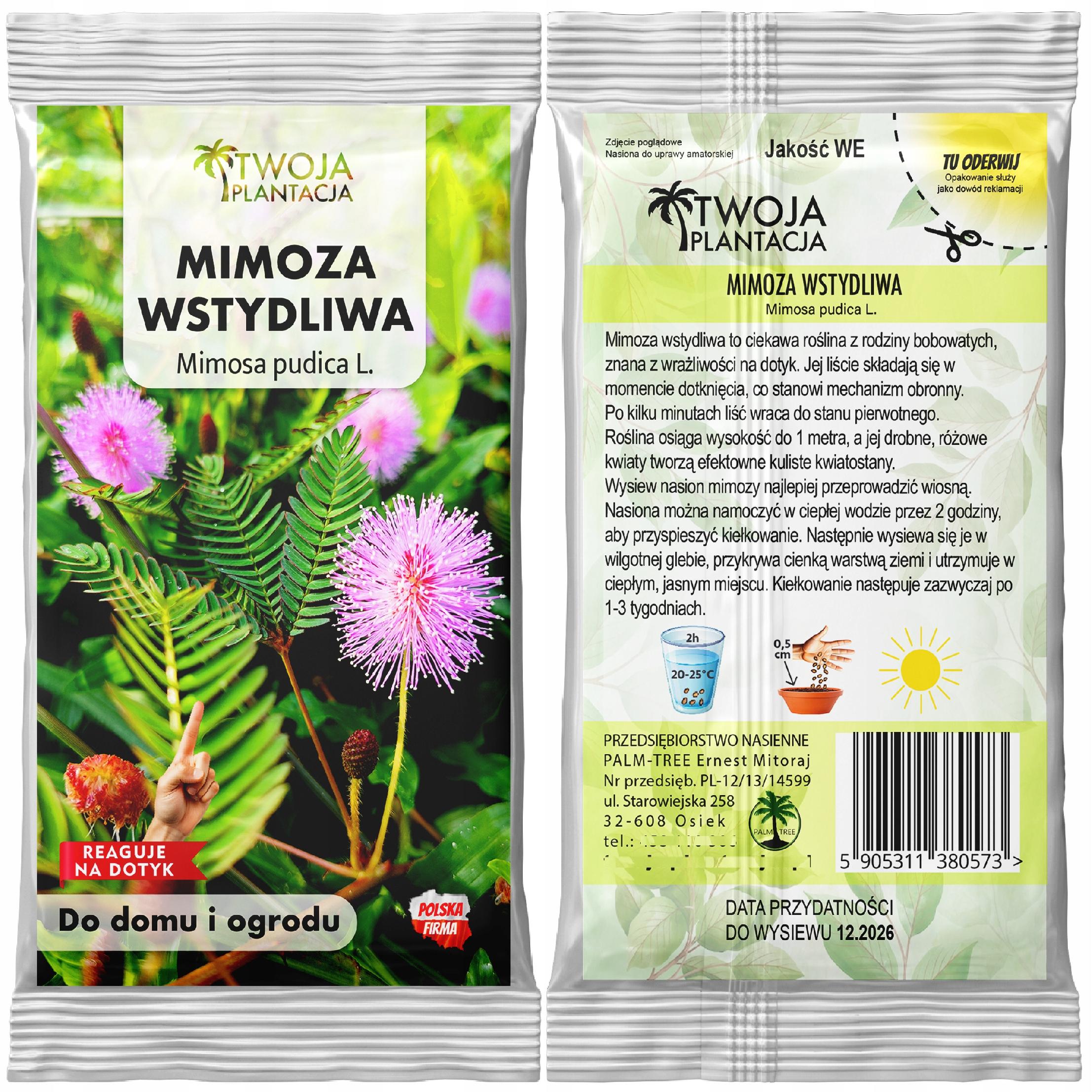 Mimoza Wstydliwa Nasiona Czułek Wstydliwy Pudica Reaguje na dotyk 20 nasion - obrazek 3