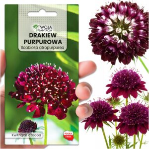 DRIAKIEW PURPUROWA Black Knight - Nasiona kwiatów na łąkę do ogrodu