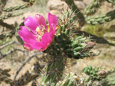 Cylindropuntia Imbricata Nasiona KAKTUS JADALNY MROZOODPORNY 5 nasion - obrazek 2
