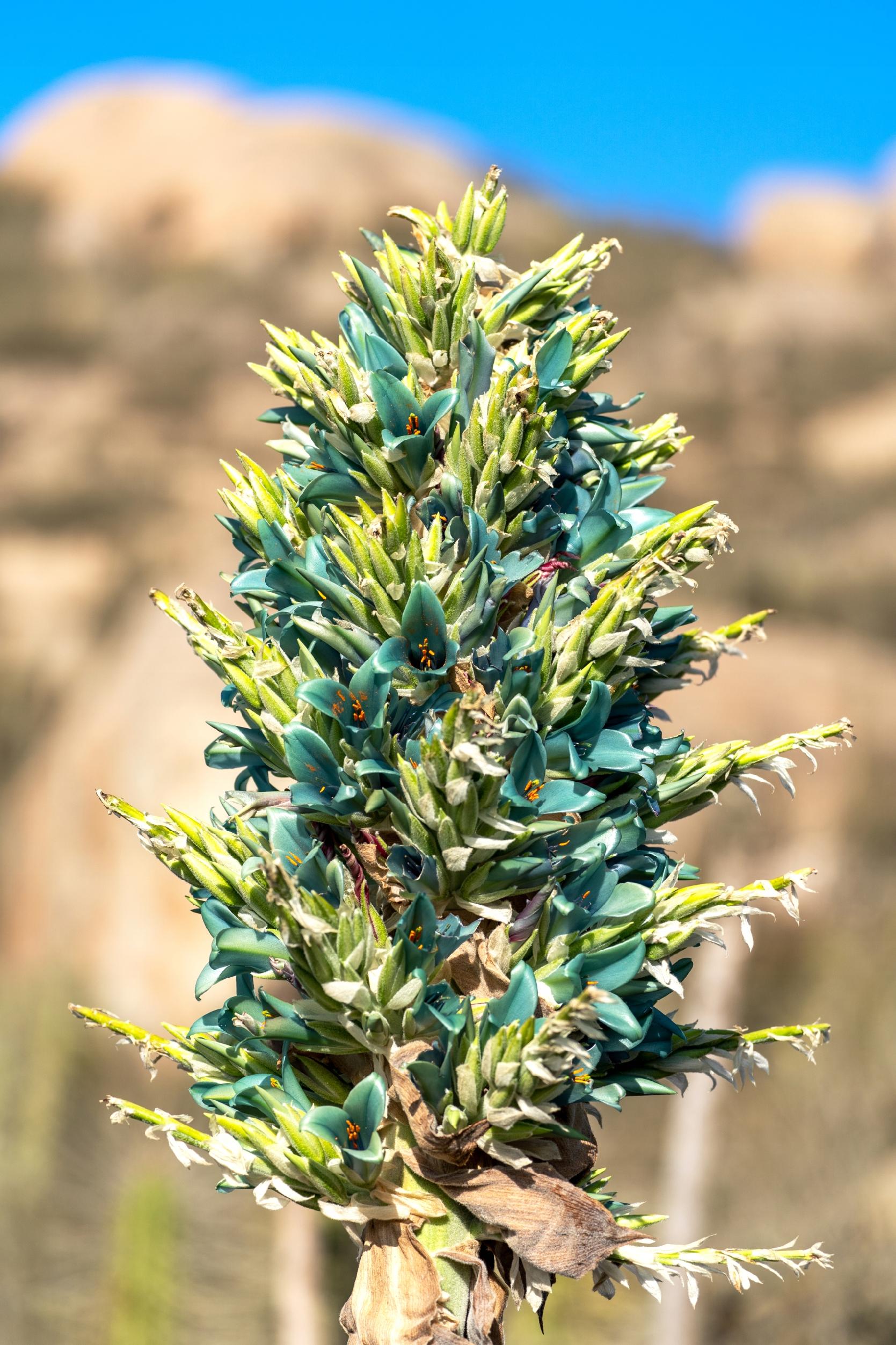 NASIONA PUYA ALPESTRIS Szafirowa Wieża Tower Piękna Turkusowa 5 NASION - obrazek 4