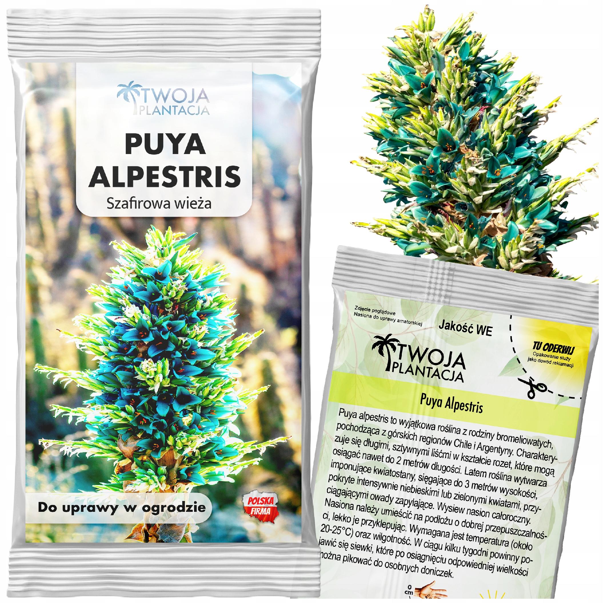 NASIONA PUYA ALPESTRIS Szafirowa Wieża Tower Piękna Turkusowa 5 NASION