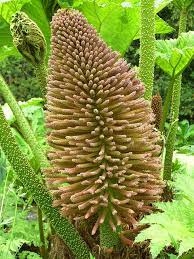 Gunnera olbrzymia NASIONA Gunnera Manicata do uprawy w ogrodzie 5 Nasion - obrazek 4