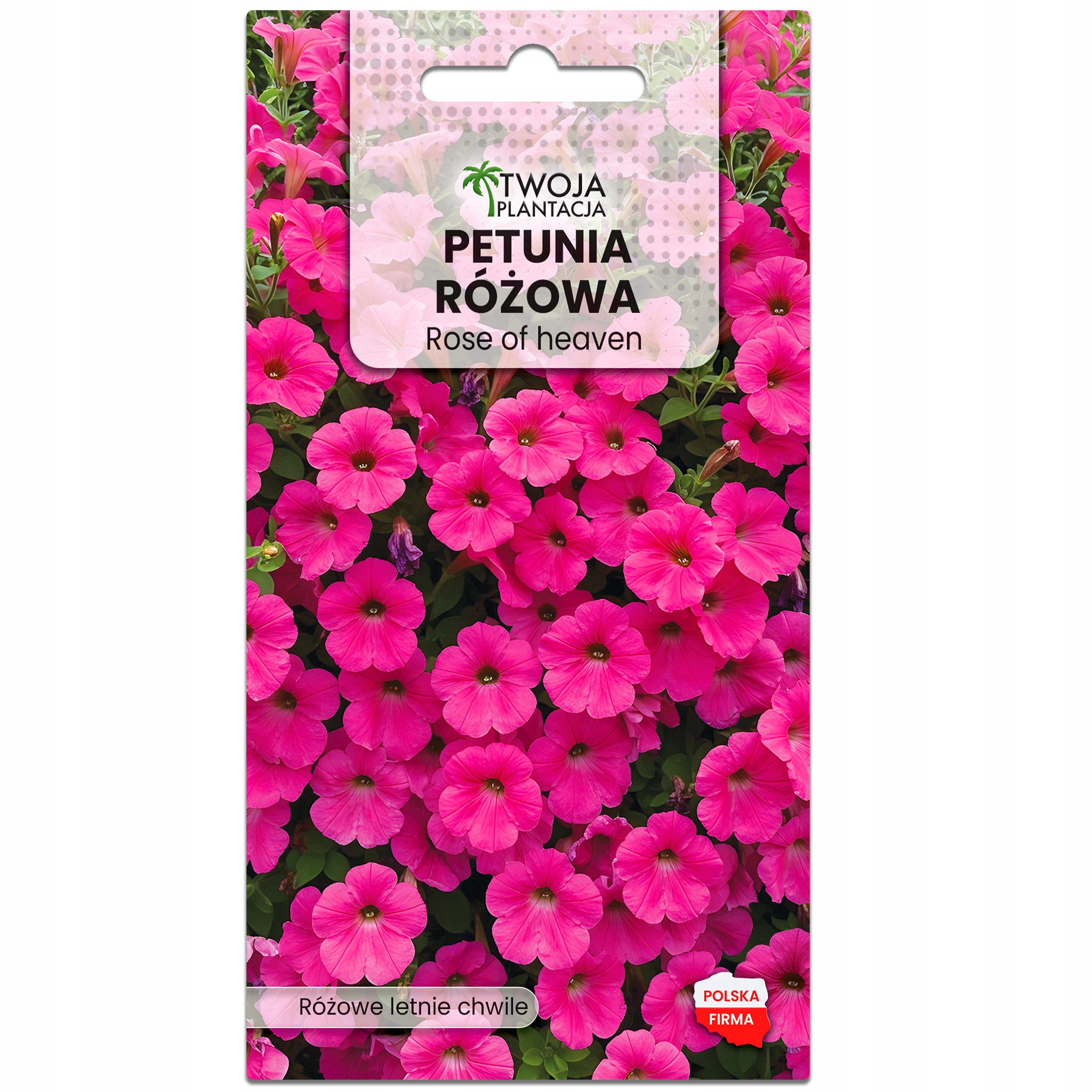 Petunia Surfinia zwisająca RÓŻOWA - na balkony i tarasy NASIONA 0,05g XXL - obrazek 2