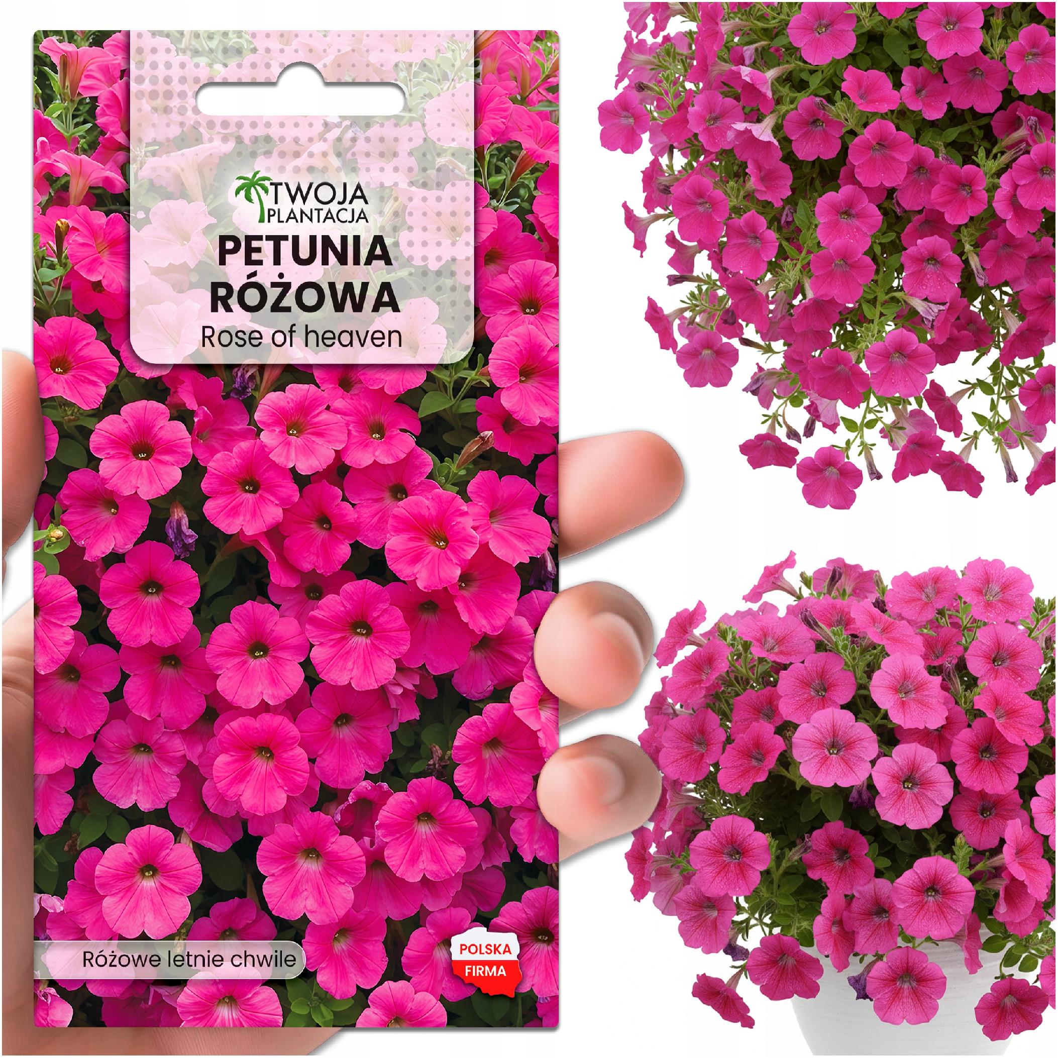Petunia Surfinia zwisająca RÓŻOWA - na balkony i tarasy NASIONA 0,05g XXL