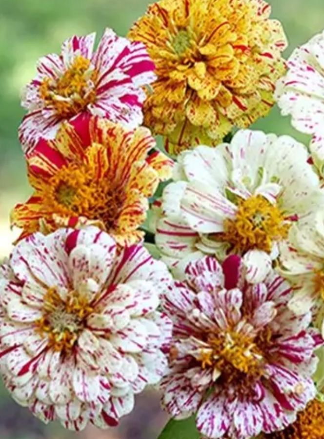 CYNIA WYTWORNA daliowa Peppermint Stick - Piękne kolorowe kwiaty - NASIONA - obrazek 4