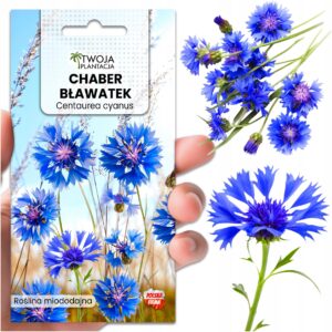Nasiona Chaber Bławatek Niebieski Łąka kwietna Kwiaty Jadalne 230 Nasion