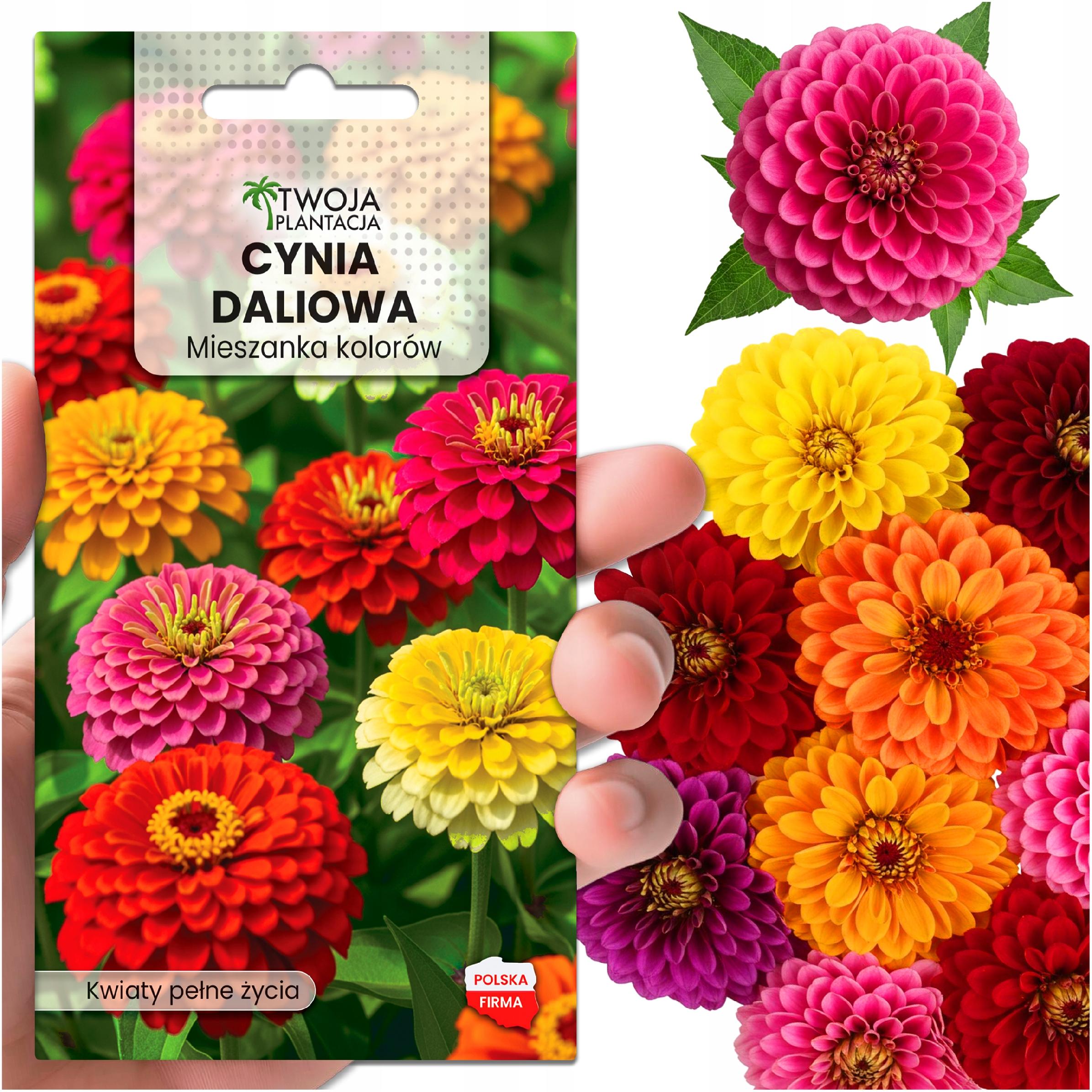 Cynia wytworna daliowa - Nasiona WYTWORNA PIĘKNOŚĆ Mieszanka lolorów MIX