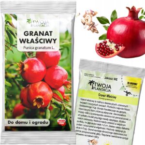 Nasiona Granatowiec Właściwy Drzewko Owoc Wieloletni BONSAI 20 sztuk