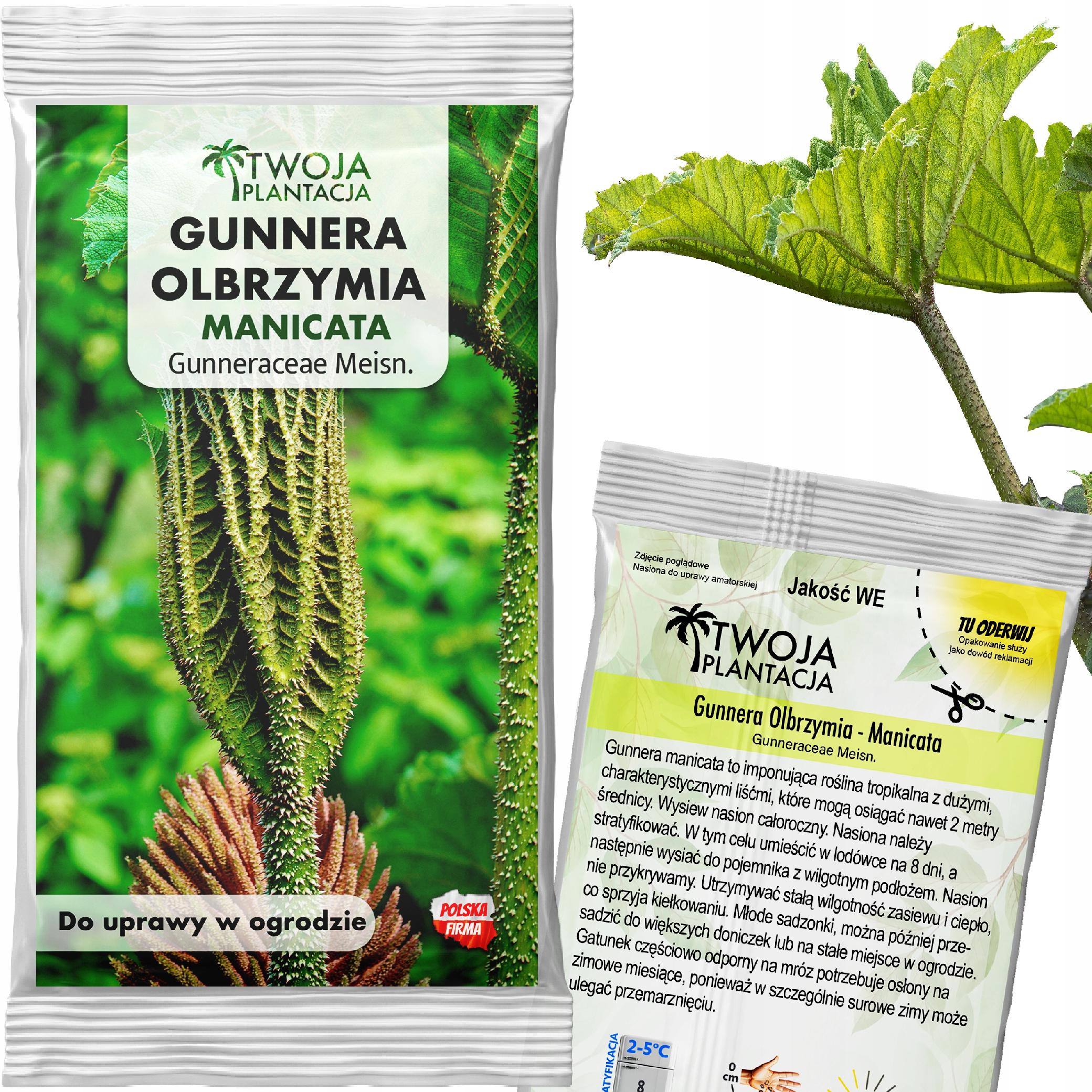 Gunnera olbrzymia NASIONA Gunnera Manicata do uprawy w ogrodzie 5 Nasion
