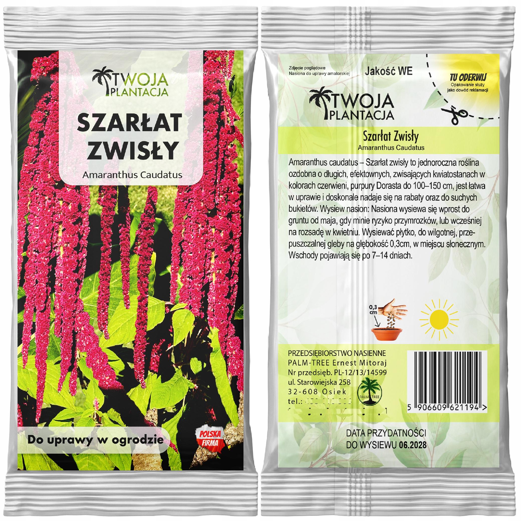 Szarłat Zwisający CZERWONO BORDOWY Caudatus Piękne Kwiaty do ogrodu NASIONA - obrazek 3