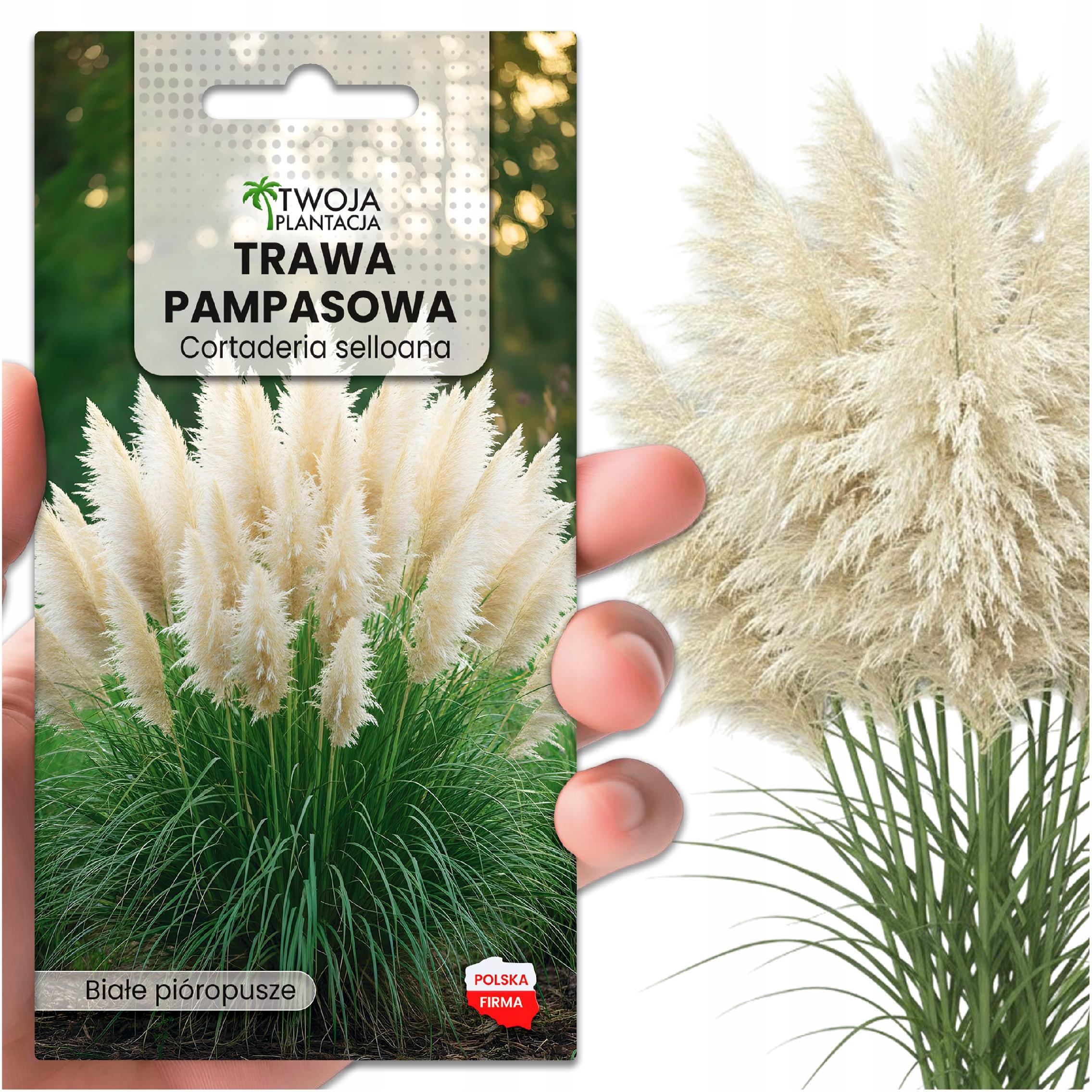 Trawa ozdobna - ZESTAW 4 ODMIAN Pampasowa Ostnica Kostrzewa - NASIONA XXL - obrazek 2